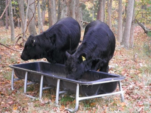 Cattle at a feeder